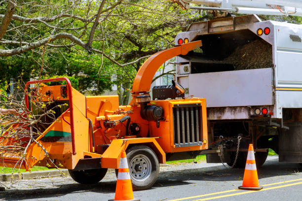 Tree Root Removal in Farmington, MI